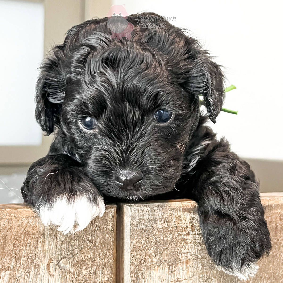 F1BB Micro Goldendoodle (Black) - Texas - Petite Posh Puppies