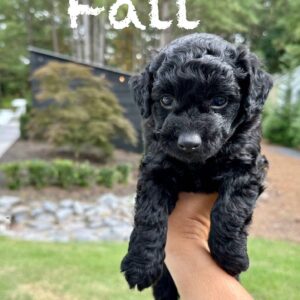 Fall - Male Toy Micro Goldendoodle_