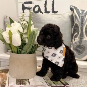 Fall - Male Toy Micro Goldendoodle_