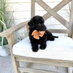 Fall - Male Toy Micro Goldendoodle_