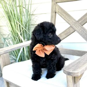 Fall - Male Toy Micro Goldendoodle_