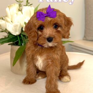 Fancy - F Cavapoo Puppy - BPPP