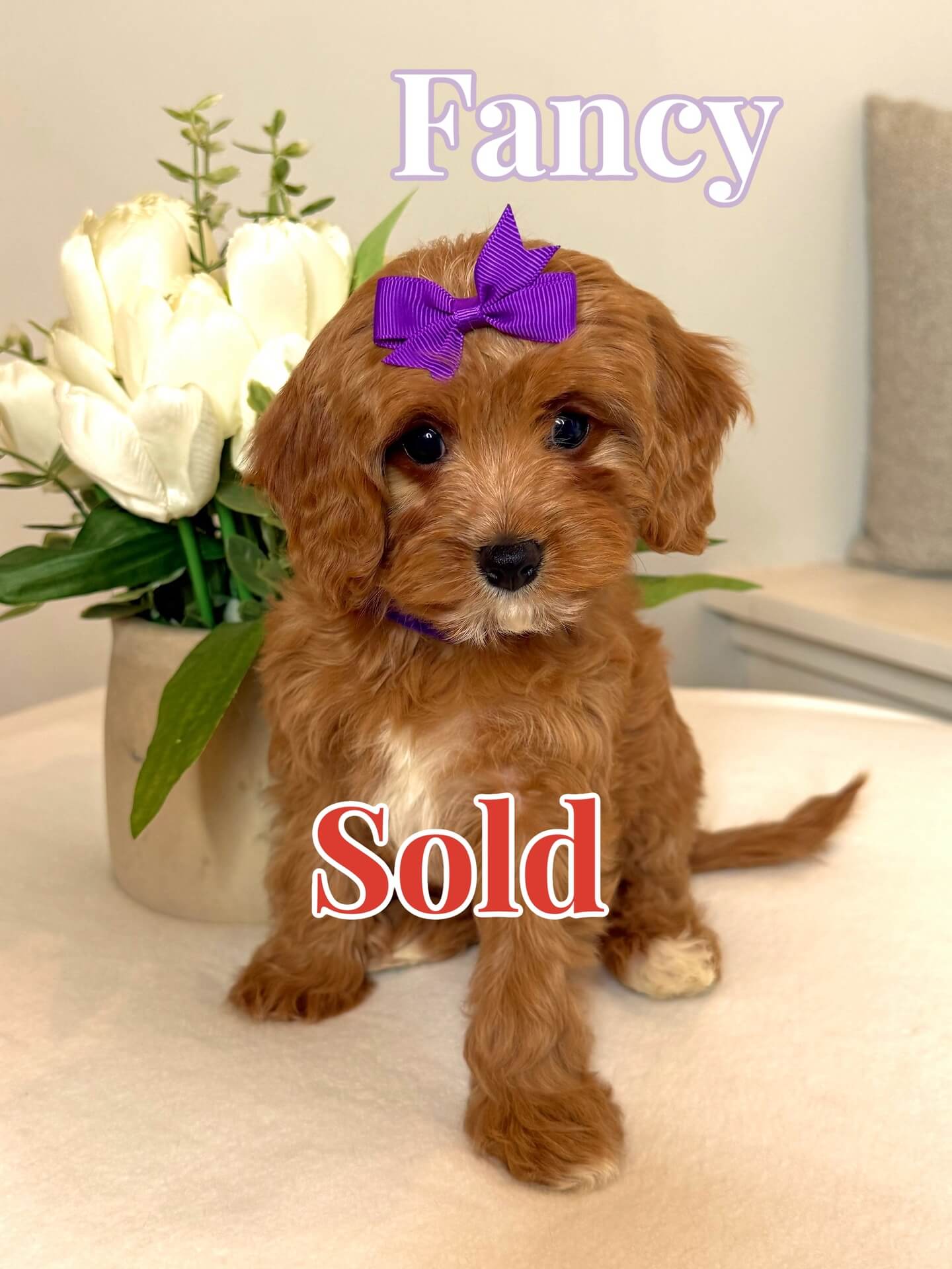 Fancy - F Cavapoo Puppy - BPPP - Forever Home In Jacksonville- NC