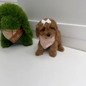 Fancy - F Cavapoo Puppy - BPPP Litter --_