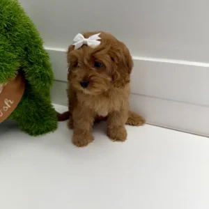 Fancy - F Cavapoo Puppy - BPPP Litter --_