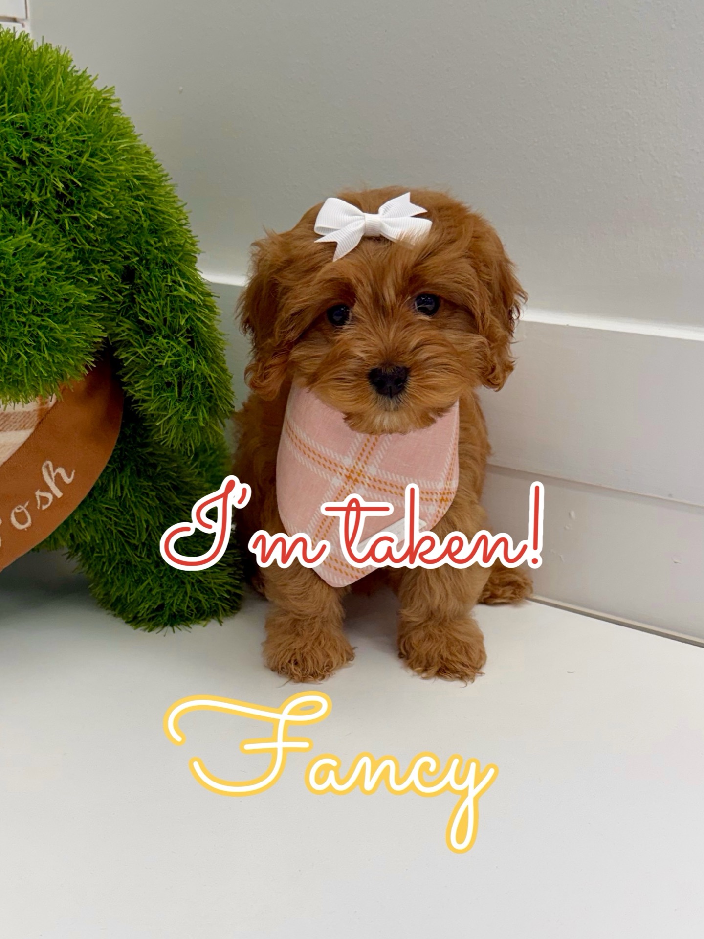Fancy - F Cavapoo Puppy - BPPP Litter --_Forever Home in Franklin- TN