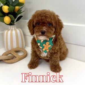 Finnick - FB Cavapoo Puppy - BPPP Litter --_