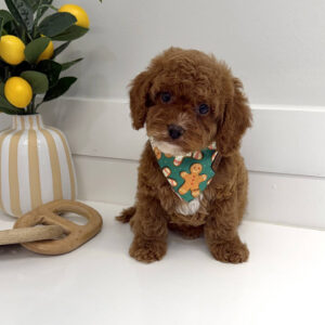 Finnick - FB Cavapoo Puppy - BPPP Litter --_