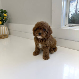 Finnick - FB Cavapoo Puppy - BPPP Litter --_