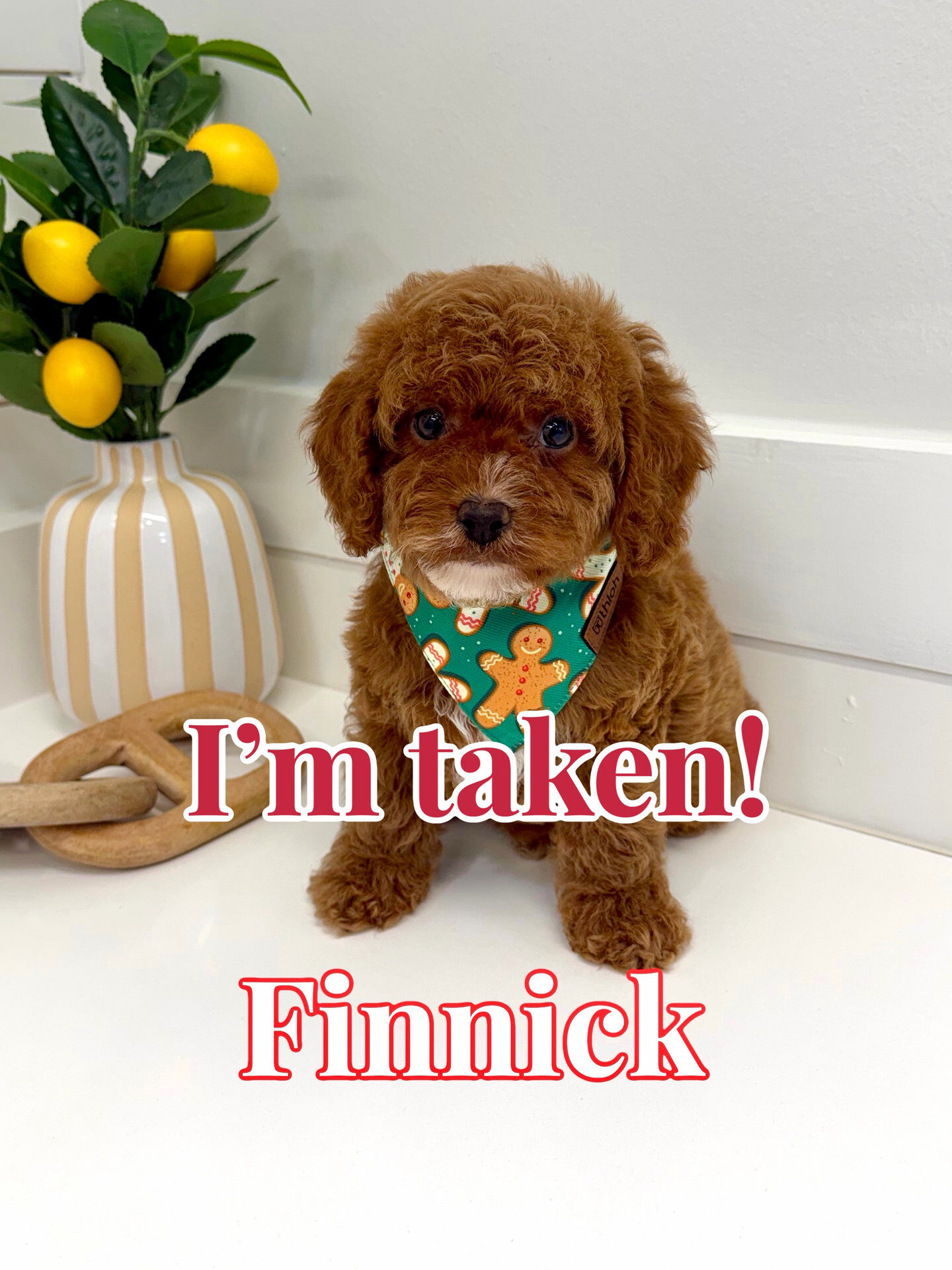 Finnick - FB Cavapoo Puppy - BPPP Litter --_Forever Home in Michigan City- MS