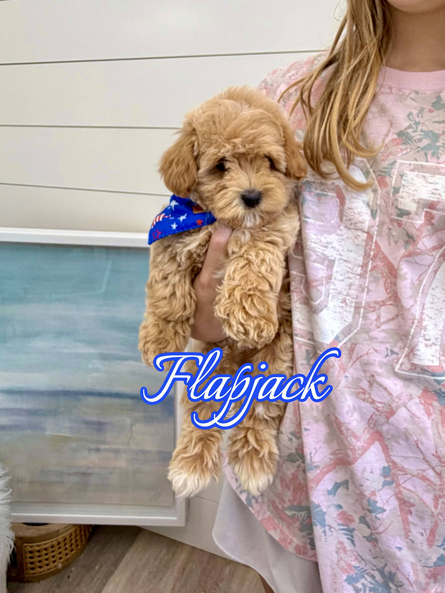 Flapjack - F Maltipoo Puppy - BPPP Litter --_