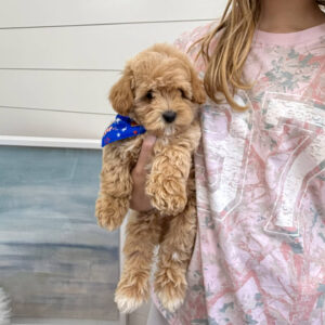Flapjack - F Maltipoo Puppy - BPPP Litter --_