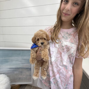 Flapjack - F Maltipoo Puppy - BPPP Litter --_