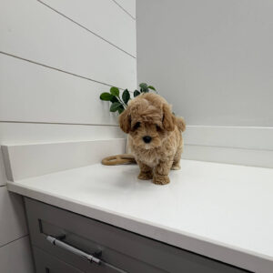 Flapjack - F Maltipoo Puppy - BPPP Litter --_