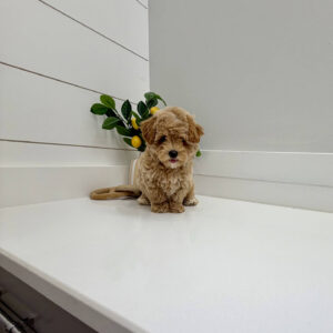 Flapjack - F Maltipoo Puppy - BPPP Litter --_