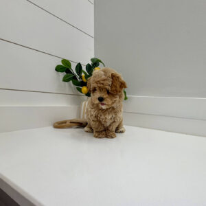 Flapjack - F Maltipoo Puppy - BPPP Litter --_