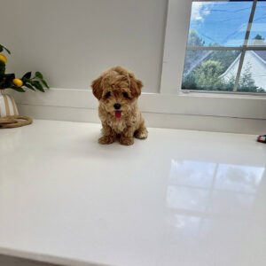 Flapjack - F Maltipoo Puppy - BPPP Litter --_