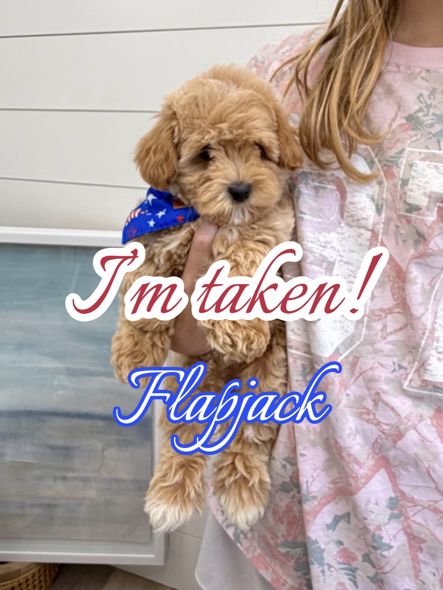 Flapjack - F Maltipoo Puppy - BPPP Litter --_Forever Home in Harrison- CT