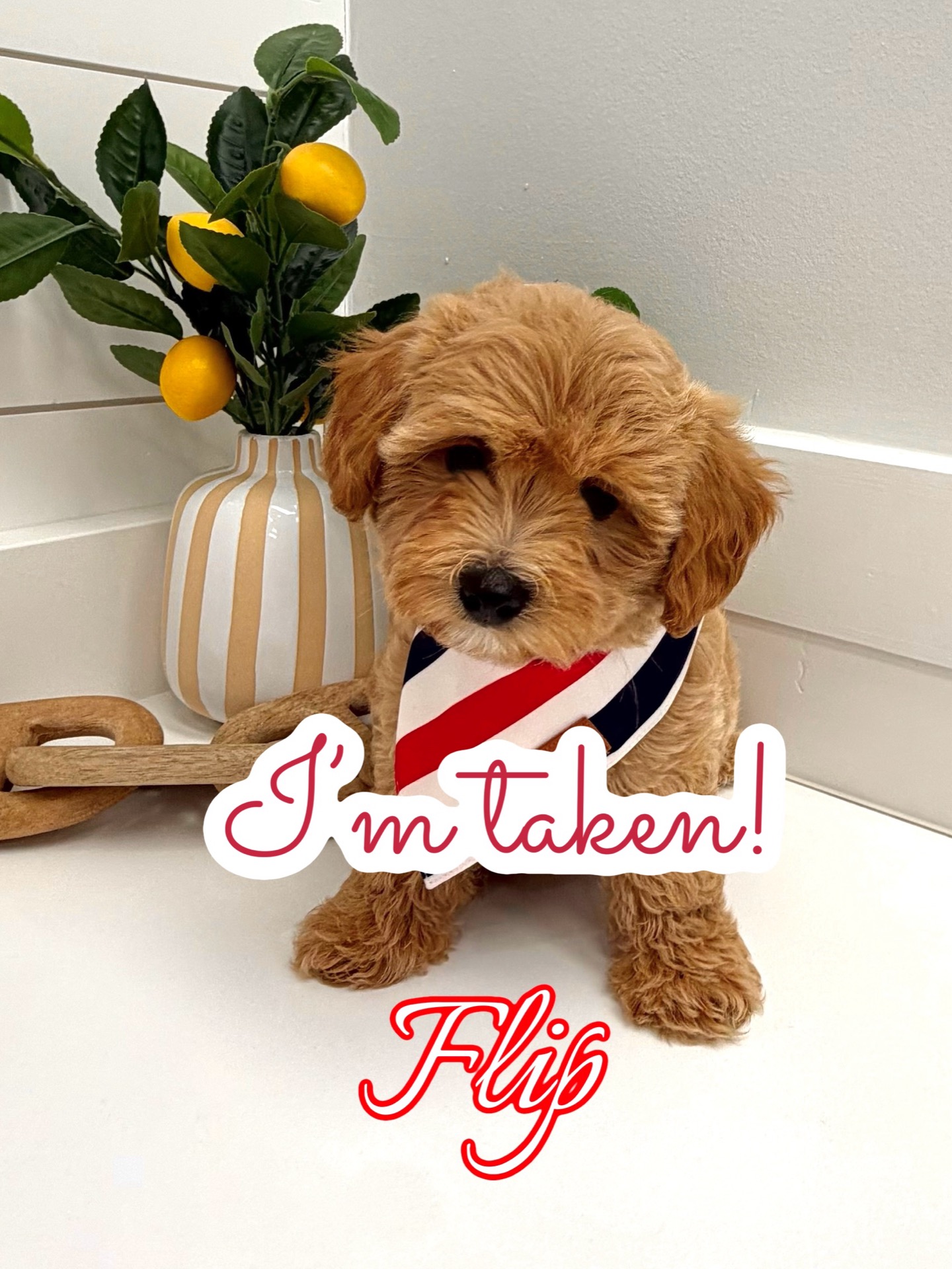 Flip - F Maltipoo Puppy - BPPP Litter --_Forever Home in Jersey City- NJ