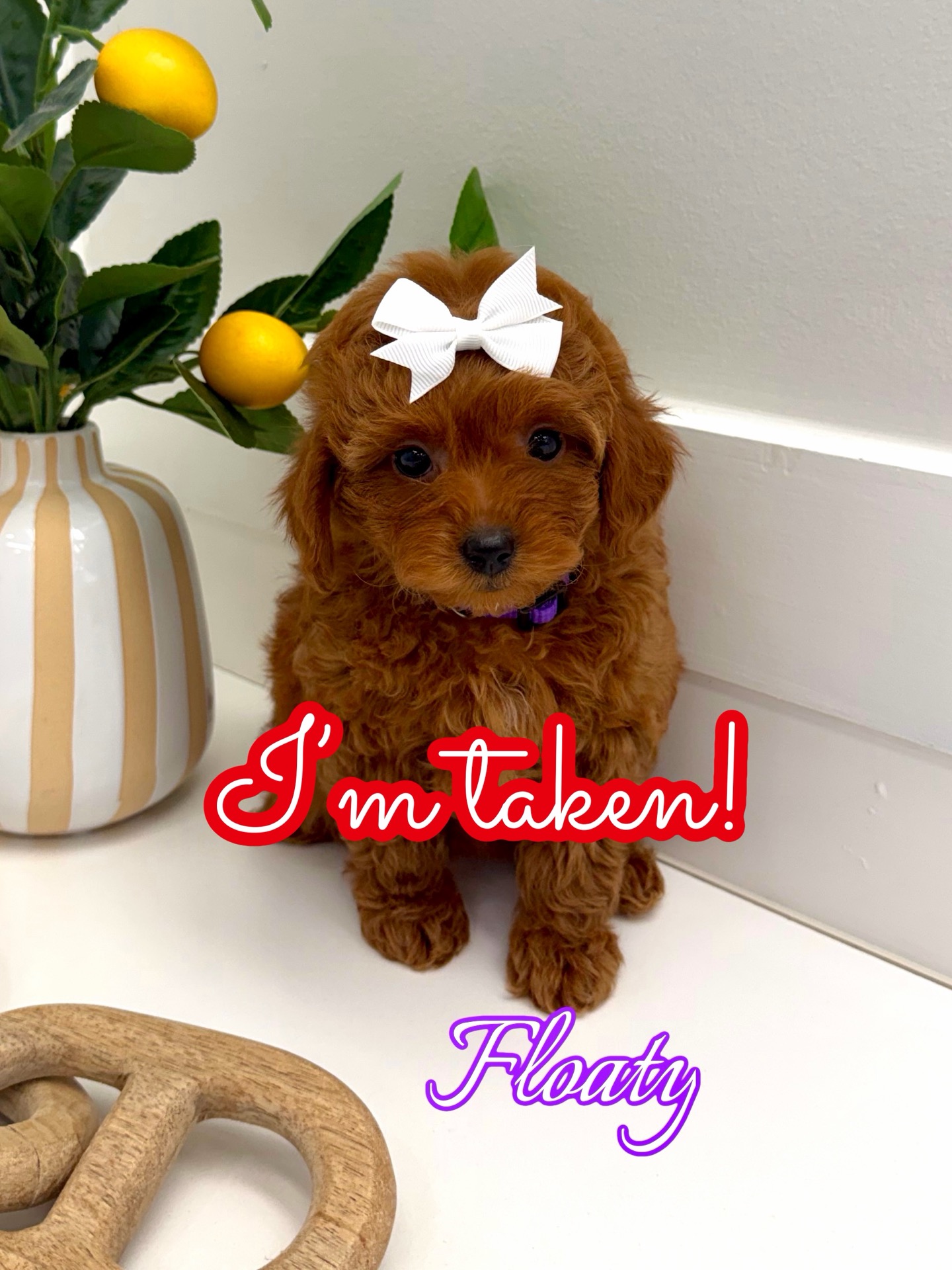 Floaty - FBB Toy Goldendoodle Puppy - BPPP Litter -- - Forever Home in Denver- CO