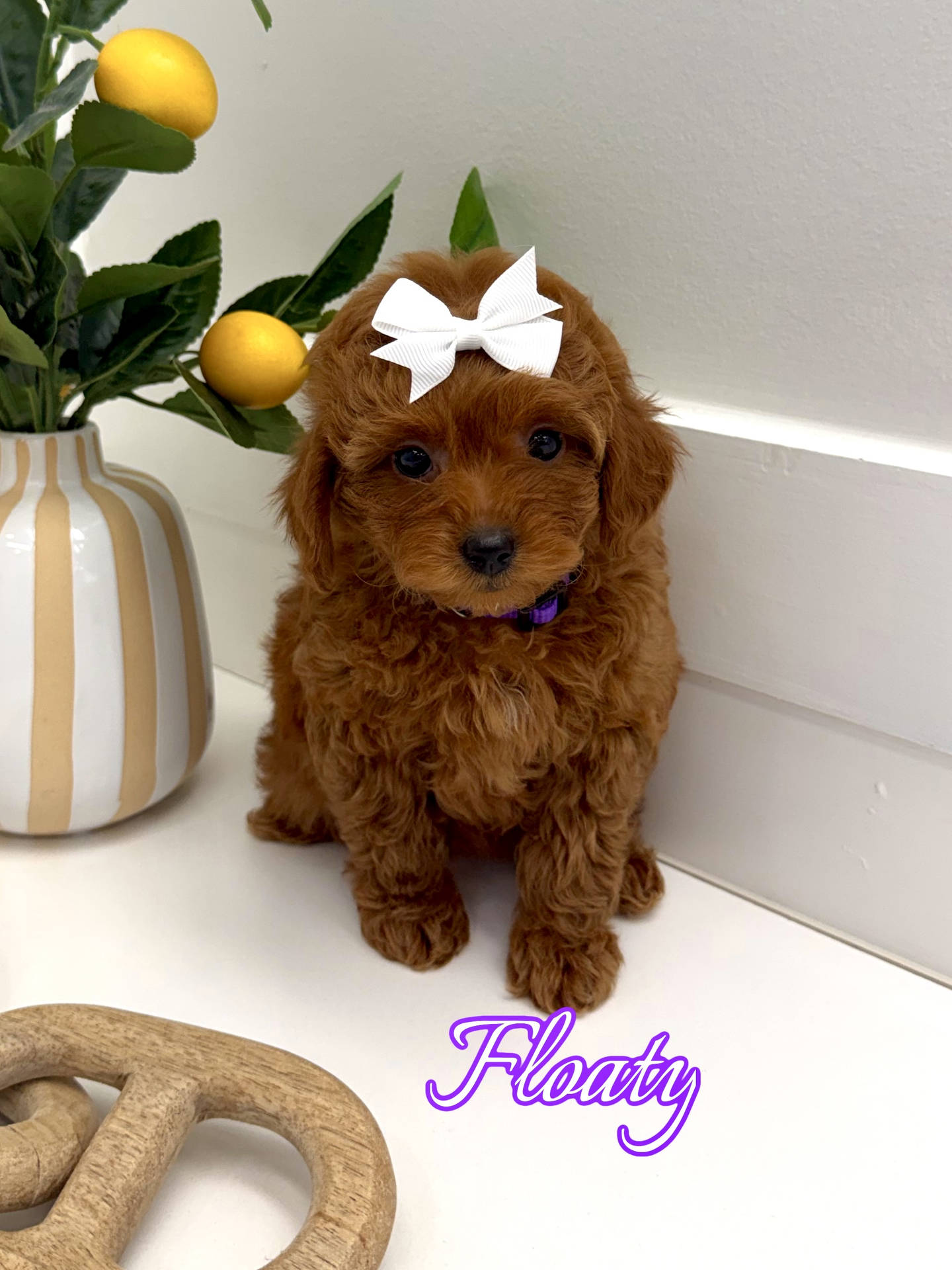 Floaty - FBB Toy Goldendoodle Puppy - BPPP Litter --_