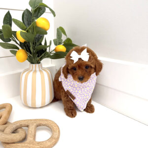 Floaty - FBB Toy Goldendoodle Puppy - BPPP Litter --_