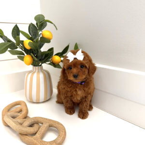 Floaty - FBB Toy Goldendoodle Puppy - BPPP Litter --_