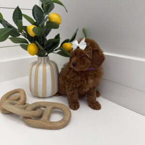 Floaty - FBB Toy Goldendoodle Puppy - BPPP Litter --_