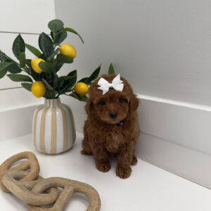 Floaty - FBB Toy Goldendoodle Puppy - BPPP Litter --_