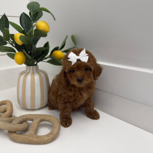 Floaty - FBB Toy Goldendoodle Puppy - BPPP Litter --_