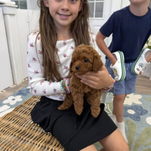 Floaty - FBB Toy Goldendoodle Puppy - BPPP Litter --_