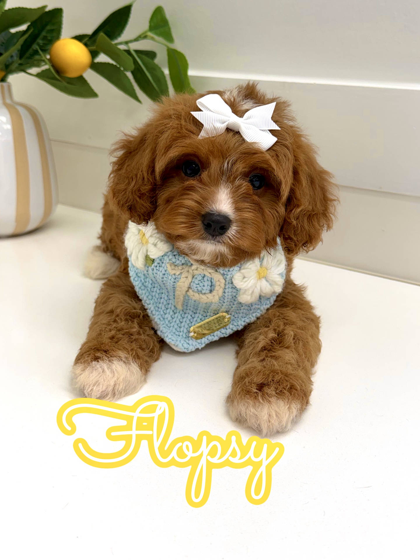 Flopsy - F Cavapoo Puppy - BPPP Litter --_