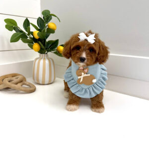 Flopsy - F Cavapoo Puppy - BPPP Litter --_