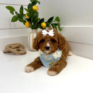 Flopsy - F Cavapoo Puppy - BPPP Litter --_