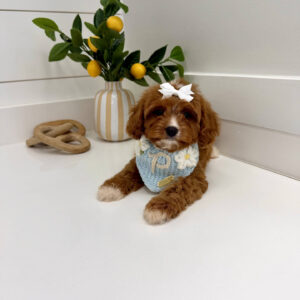 Flopsy - F Cavapoo Puppy - BPPP Litter --_