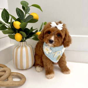 Flopsy - F Cavapoo Puppy - BPPP Litter --_