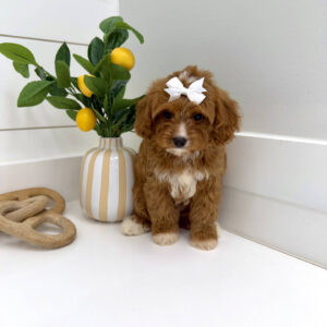 Flopsy - F Cavapoo Puppy - BPPP Litter --_