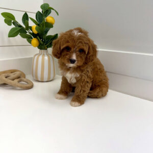 Flopsy - F Cavapoo Puppy - BPPP Litter --_