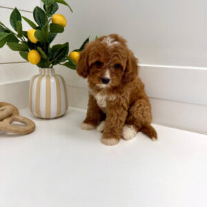 Flopsy - F Cavapoo Puppy - BPPP Litter --_
