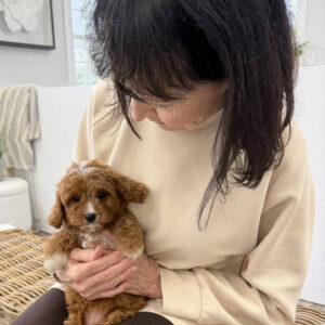Flopsy - F Cavapoo Puppy - BPPP Litter --_