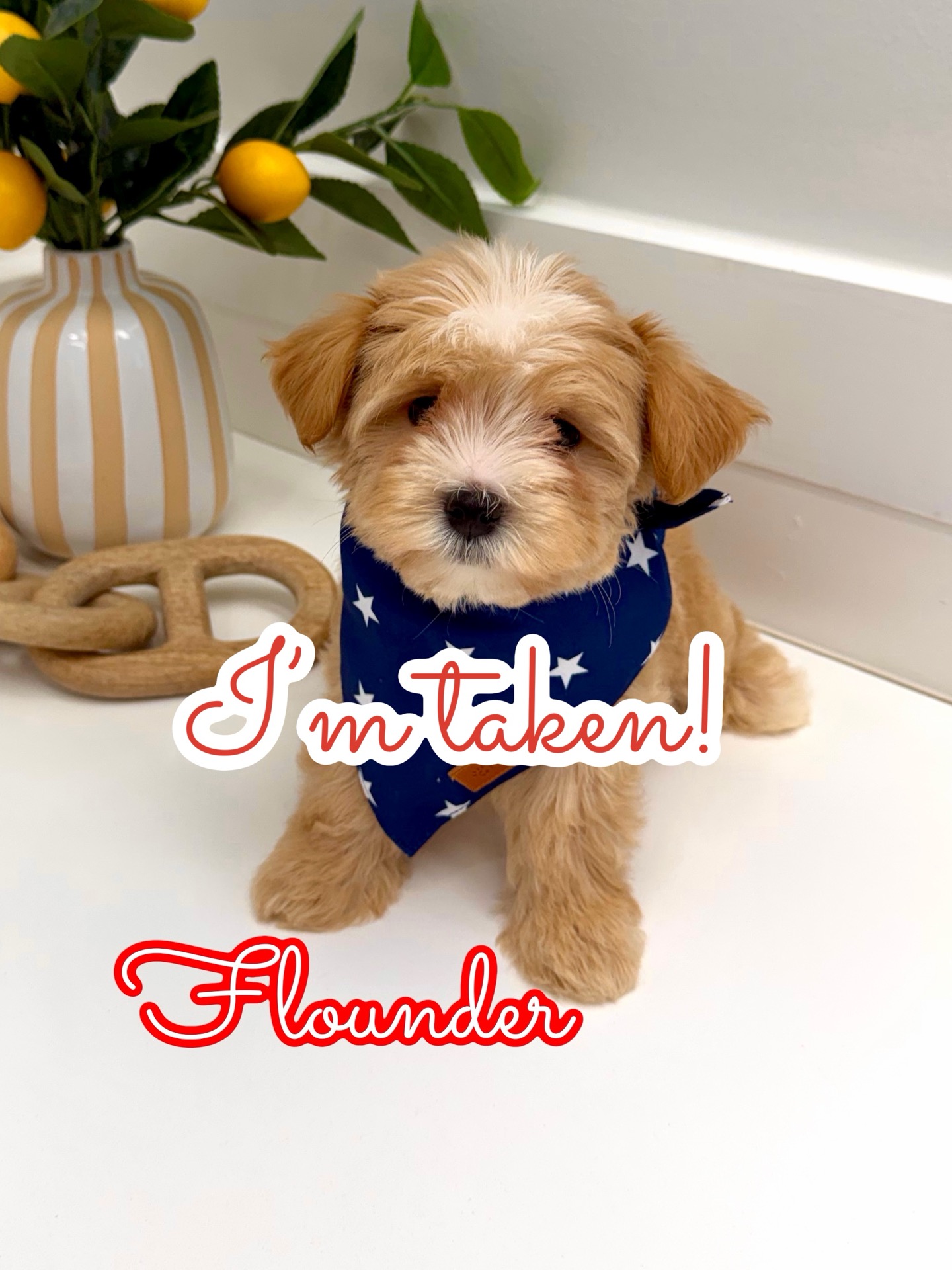 Flounder - F Maltipoo Puppy - BPPP Litter -- - Forever Home in Atlanta- GA