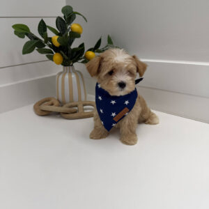 Flounder - F Maltipoo Puppy - BPPP Litter --_