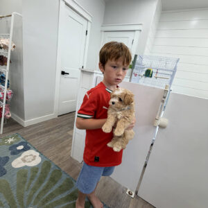 Flounder - F Maltipoo Puppy - BPPP Litter --_