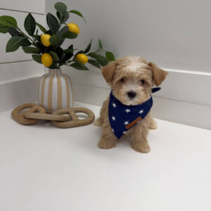 Flounder - F Maltipoo Puppy - BPPP Litter --_