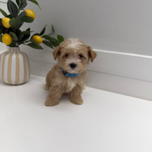 Flounder - F Maltipoo Puppy - BPPP Litter --_