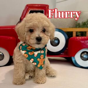 Flurry - Cream Male FB Maltipoo - BPPP