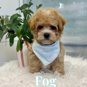 Fog - F Maltipoo Puppy - BPPP Litter --_