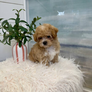 Fog - F Maltipoo Puppy - BPPP Litter --_