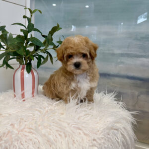 Fog - F Maltipoo Puppy - BPPP Litter --_