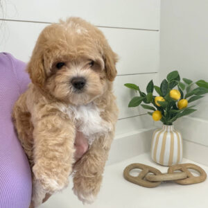 Fog - F Maltipoo Puppy - BPPP Litter --_